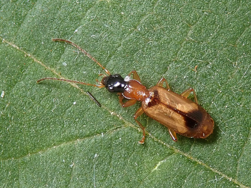 Carabidae: Demetrias monostigma? S !